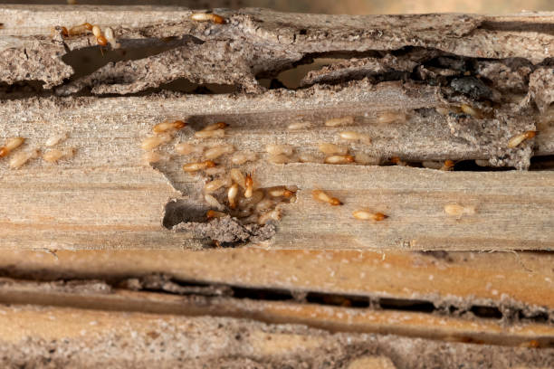 Best Mosquito Control Services  in Nice, CA