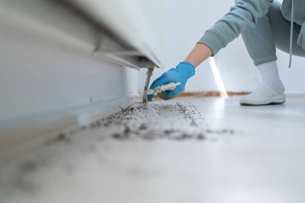 Best Wasp Removal Services  in Nice, CA
